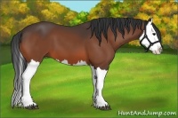 Horse Color:Bay Splash 