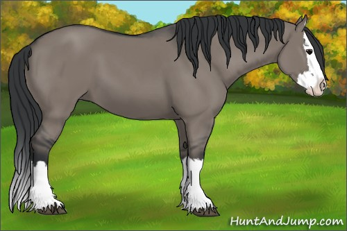 Horse Color: Unknown 