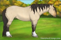 Horse Color:Buckskin Roan Dun 