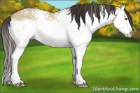 Horse Color:White Spotted Buckskin Dun Splash 