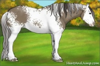 Horse Color:White Spotted Smoky Grullo Splash 