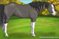 Horse Color:Grullo Splash 