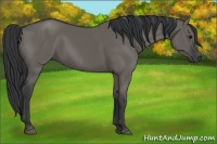Horse Color:Grullo Rabicano 