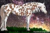 Horse Color:Chestnut Appaloosa 