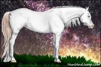 Horse Color:Gold Champagne Appaloosa 