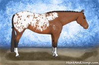 Horse Color:Bay Tobiano Blanket 