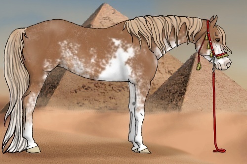 Horse Color: Chestnut Sabino 