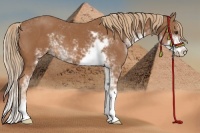 Horse Color:Chestnut Sabino