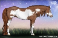 Horse Color:White Spotted Chestnut Sabino Frame 