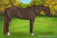 Horse Color:Liver Chestnut 