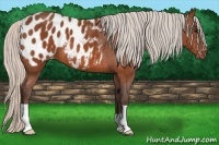 Horse Color:Silver Bay Appaloosa 