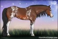 Horse Color:White Spotted Bay 