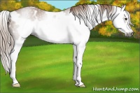 Horse Color:Gray White Spotted Chestnut Splash Frame Appaloosa 