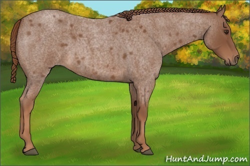 Horse Color:Red Roan
