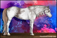 Horse Color:White Spotted Liver Chestnut Sabino 