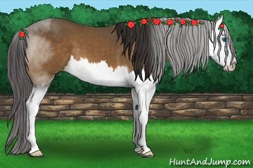 Horse Color: Buckskin Splash 