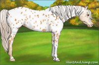Horse Color:Palomino Blanket Rabicano 