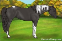 Horse Color:Smoky Black Tobiano 