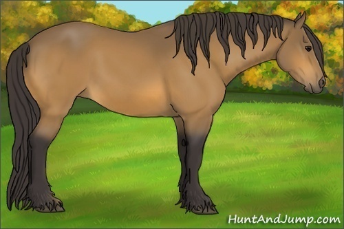 Horse Color:Buckskin 