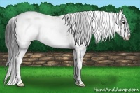 Horse Color:Brown Sabino 