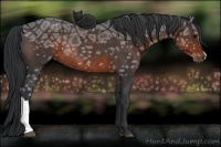 Horse Color:Brown Ice Rabicano 