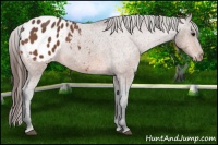 Horse Color:Bay Appaloosa 