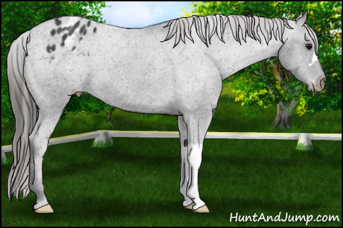 Horse Color: Black Blanket 