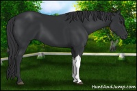 Horse Color:Black 