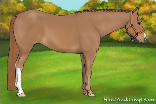 Horse Color:Chestnut 