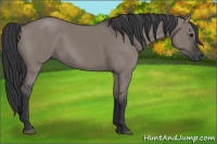 Horse Color:Grullo Rabicano