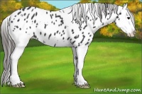 Horse Color:White Spotted Black Splash Near Leopard 