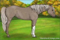 Horse Color:Silver Grullo 