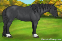 Horse Color:Blue Roan 
