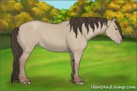 Horse Color:Classic Champagne Dun 