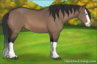 Horse Color:Bay Dun Splash 