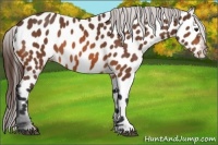 Horse Color:Bay Appaloosa 