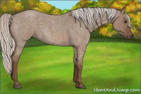 Horse Color:Silver Grullo Roan 