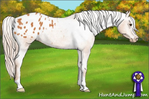 Horse Color: Chocolate Palomino Sabino Blanket 