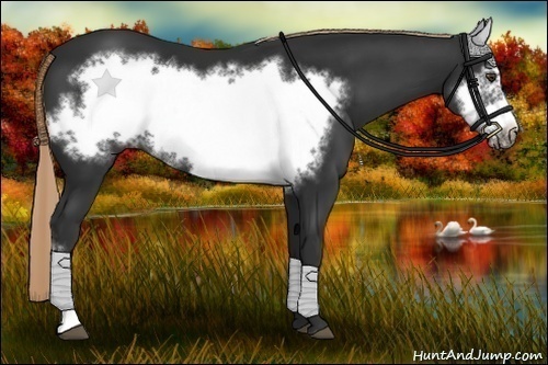 Horse Color:Liver Chestnut Frame 