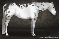 Horse Color:Liver Chestnut Frame Appaloosa 