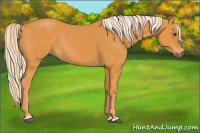 Horse Color:Palomino 
