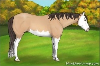 Horse Color:Amber Champagne Splash 