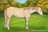 Horse Color:Gold Champagne Splash 
