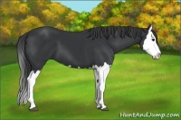 Horse Color:Black Splash 