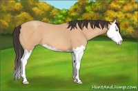 Horse Color:Amber Champagne Splash 