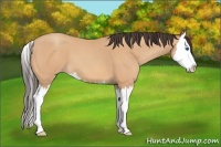 Horse Color:Amber Champagne Splash 
