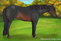 Horse Color:Brown 