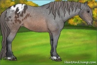 Horse Color:Brown Appaloosa 