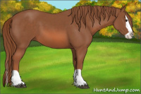 Horse Color:Unknown 