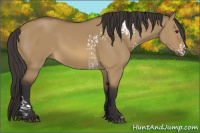 Horse Color:White Spotted Buckskin Dun 